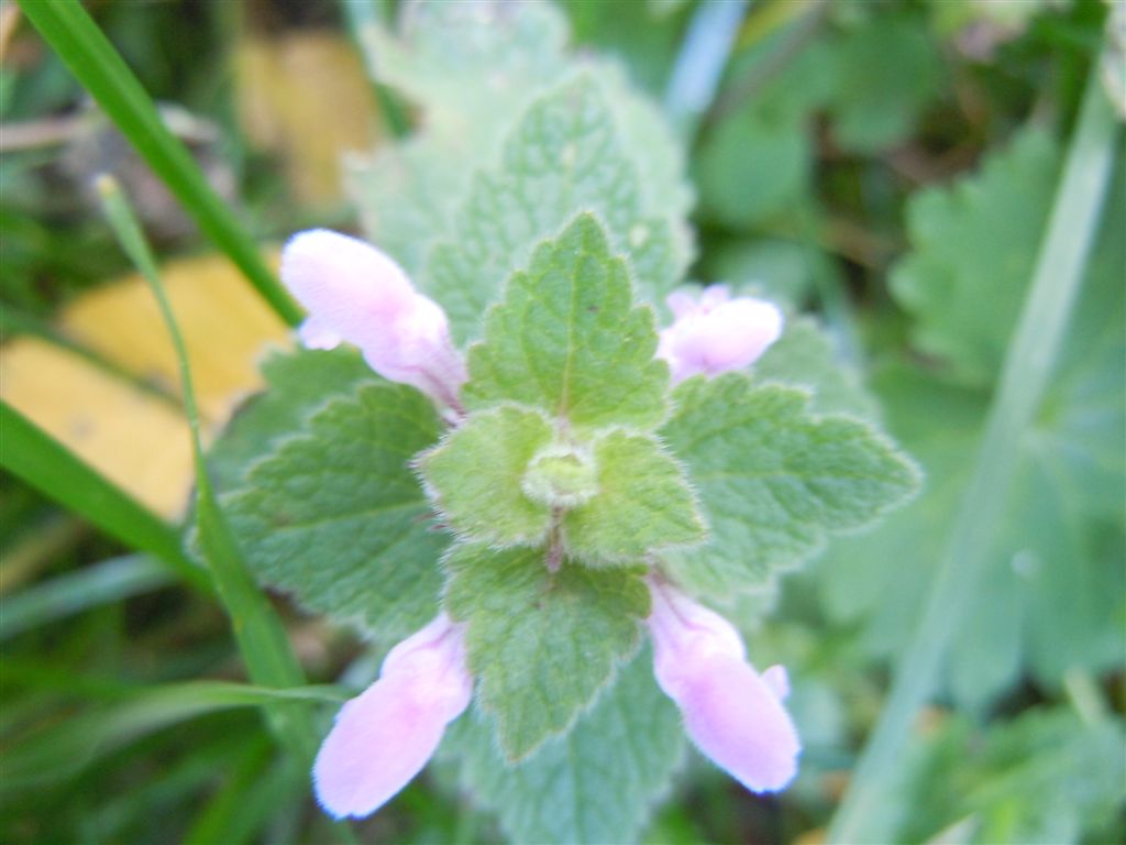 Fiorellini da identificare - Lamium purpureum